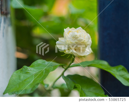 White jasmine White jasmine 53865725