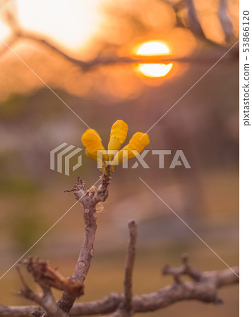 Flowers and The sun 53866120