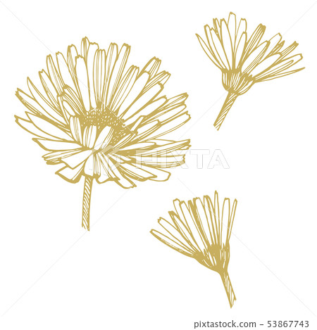 Calendula or daisy flower. Botanical illustration. Good for cosmetics, medicine, treating 53867743