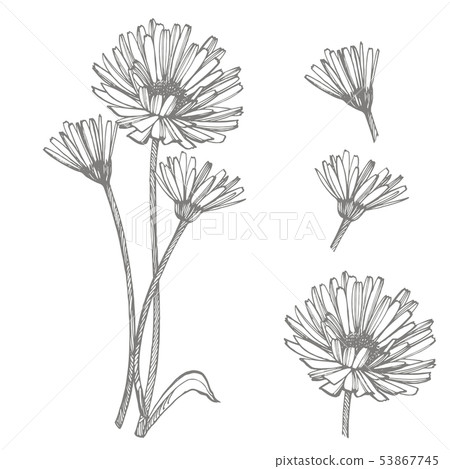 Calendula or daisy flower. Botanical illustration. Good for cosmetics, medicine, treating 53867745