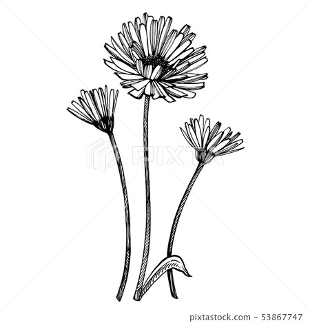 Calendula or daisy flower. Botanical illustration. Good for cosmetics, medicine, treating 53867747