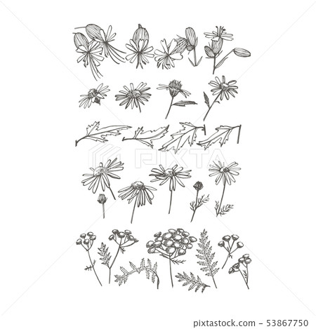 Collection Of Hand Drawn Flowers And Herbs Stock