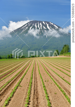 Taking a picture of a soybean field that has just sprouted in Hokkaido Kyogoku-cho in early summer 53868023