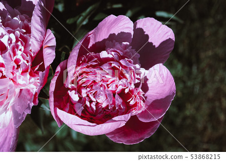 Blooming peonies in a flower bed. 53868215