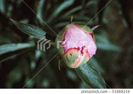 Blooming peonies in a flower bed. Blooming peonies in a flower bed. 53868216