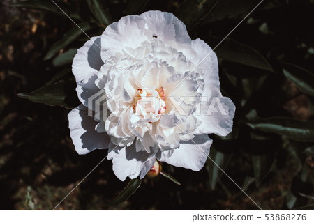 Blooming peonies in a flower bed. 53868276