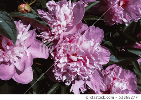 Blooming peonies in a flower bed. Blooming peonies in a flower bed. 53868277