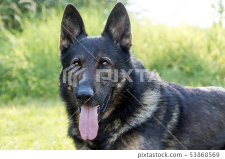 Portrait of German Shepherd Dog 53868569