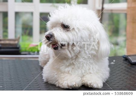 Cute white dog is waiting for grooming. 53868609