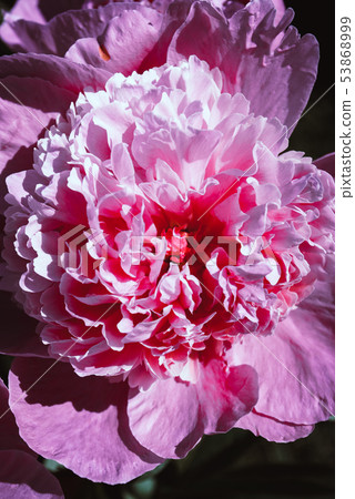 Blooming peonies in a flower bed. Blooming peonies in a flower bed. 53868999