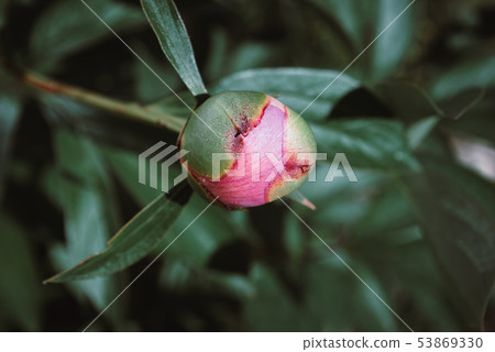 Blooming peonies in a flower bed. 53869330