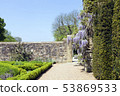 Sunny garden with purple wisteria flowers on wall 53869533