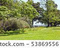 Sunny spring park land with flowering shrubs, tree 53869556