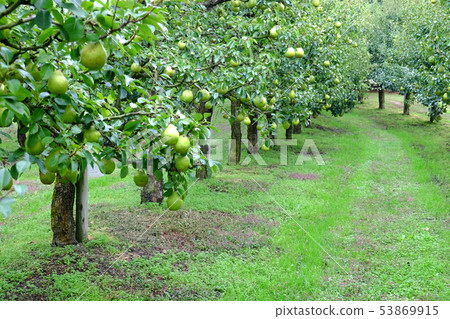 La France Tree La France Tree 53869915
