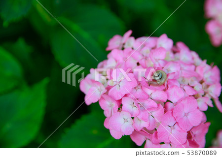 繡球 繡球 53870089