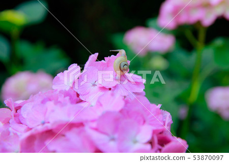 hydrangea hydrangea 53870097