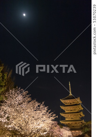 Kyoto-Toji Temple night cherry blossoms light up Kyoto-Toji Temple night cherry blossoms light up 53870239