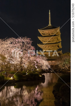 Kyoto-Toji Temple night cherry blossoms light up Kyoto-Toji Temple night cherry blossoms light up 53870240