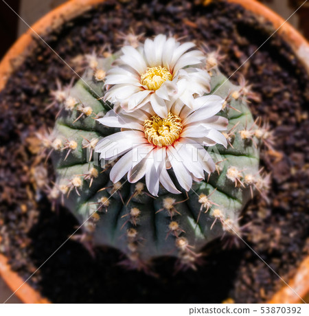 beautiful white flowers of blooming cactus 53870392