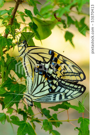 交配燕尾蝶 交配燕尾蝶 53870413