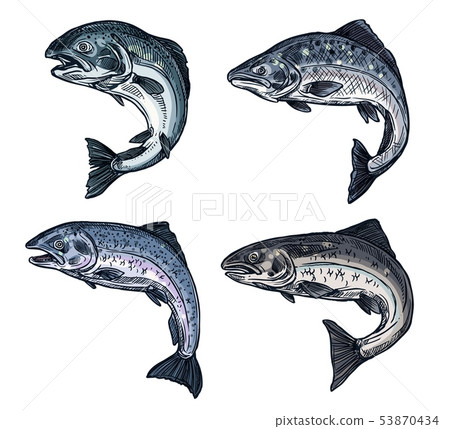 Salmon sketch fish, fishing catch icon 53870434