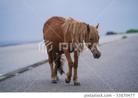 與那國馬 53870477