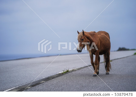 與那國馬 53870478