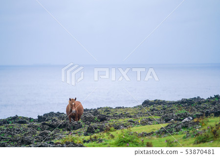 與那國馬 53870481