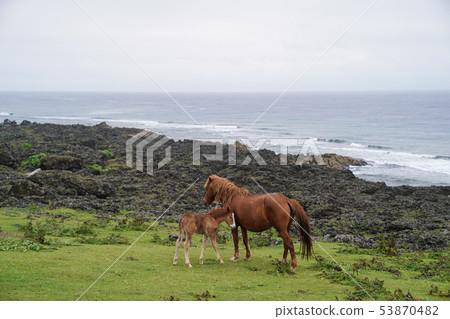 與那國馬 53870482