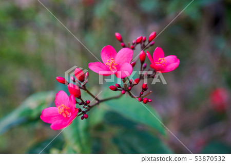 Nanoyo Zakura 53870532