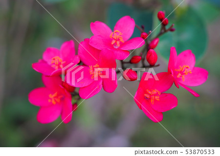 Nanoyo Zakura 53870533