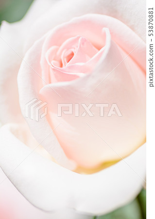 玫瑰[群馬花卉公園]的形象 53870881