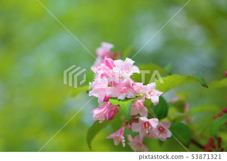 Taniugi的花 53871321