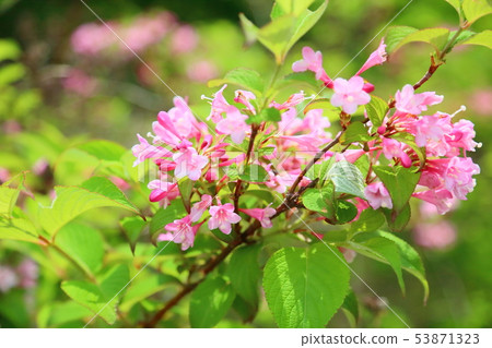 Taniugi's flower Taniugi's flower 53871323