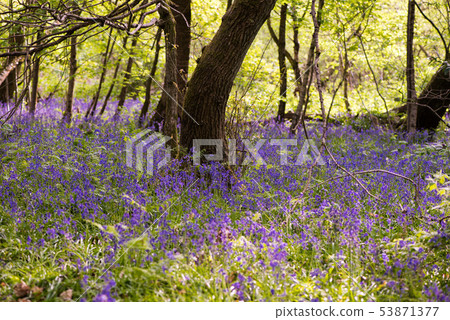 Blue Bell Forest England 53871377