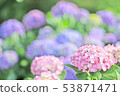 雨後的繡球花 53871471
