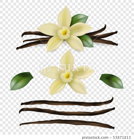 Vector 3d Realistic Sweet Scented Fresh Vanilla Flower with Dried Seed Pods and Leaves Set Closeup 53871813