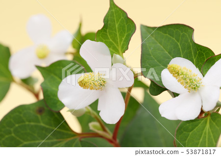 Dokudami flower 53871817