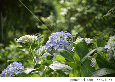 Uji's hydrangea Uji's hydrangea 53871963