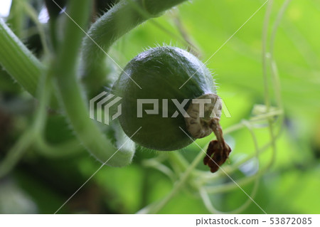 空中南瓜 53872085