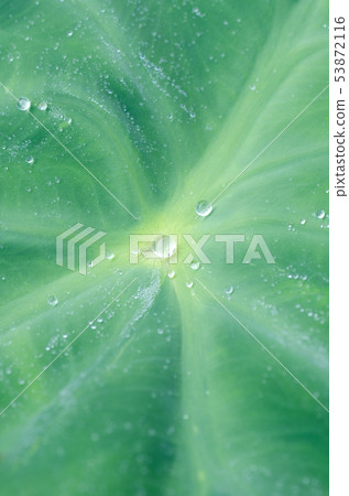 Water droplets rolling on taro leaves 53872116