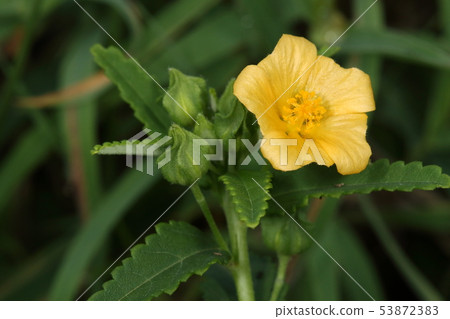 Nature Plants High king deer, a subspecies of 'Kingo deer' with yellow flowers resembling 'God deer', so it is fertile Nature Plants High king deer, a subspecies of 'Kingo deer' with yellow flowers resembling 'God deer', so it is fertile 53872383