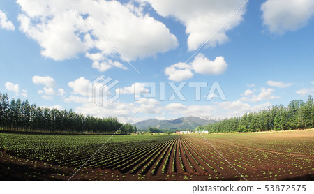 Early summer beat fields and snow-capped mountains 53872575