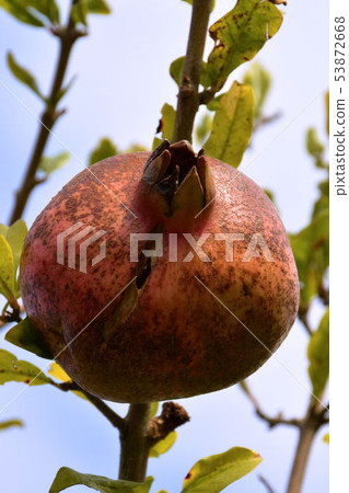 Pomegranates 53872668