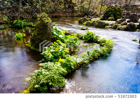 Spring in Kyogoku-cho Fukidashi Park Kyogoku-cho 53872803