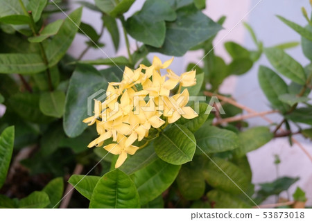 Fresh Yellow Ixora Flowers in A Garden 53873018
