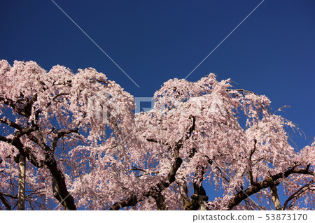 晴朗的藍天和Miharu瀑布櫻桃樹（5） 53873170