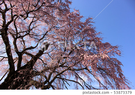 清澈的藍天和盛開的櫻花（1） 53873379