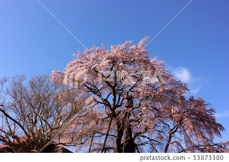 清澈的藍天和不動的櫻花盛開（2） 53873380