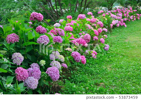 Haruno Ajisa Current Festival Ajisai Highway Landscape Haruno Ajisa Current Festival Ajisai Highway Landscape 53873459